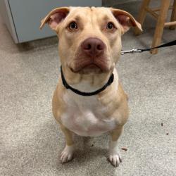 Shelter Stray Female Dog last seen , 8464 Beach Blvd, Jacksonville, FL 32216, USA