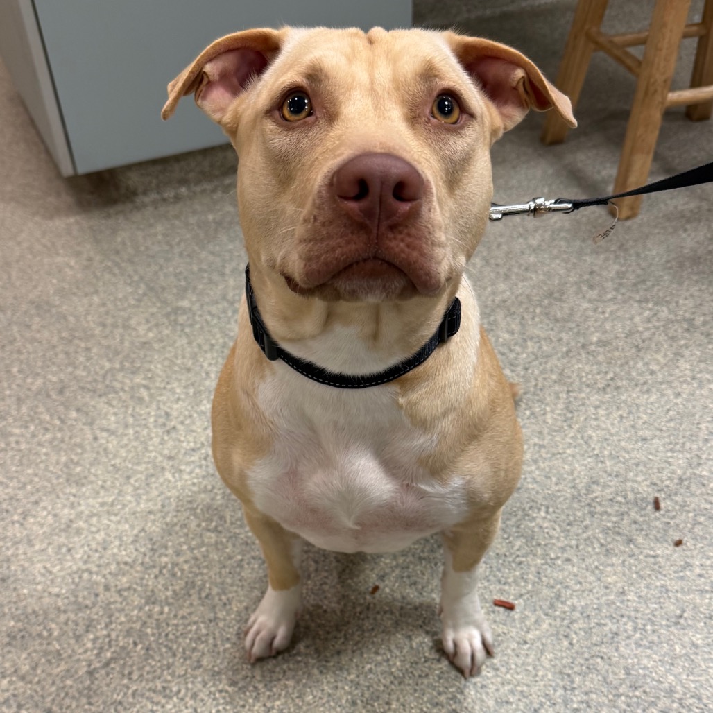 Shelter Stray Female Dog last seen , 8464 Beach Blvd, Jacksonville, FL 32216, USA