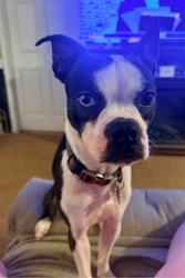 Reunited Male Dog last seen Fair Dr, Knoxville, TN, USA, Knoxville, TN 37917