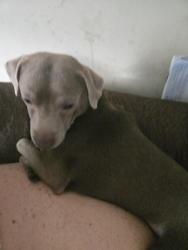 Lost Male Dog last seen John b white, Spartanburg, SC 29301
