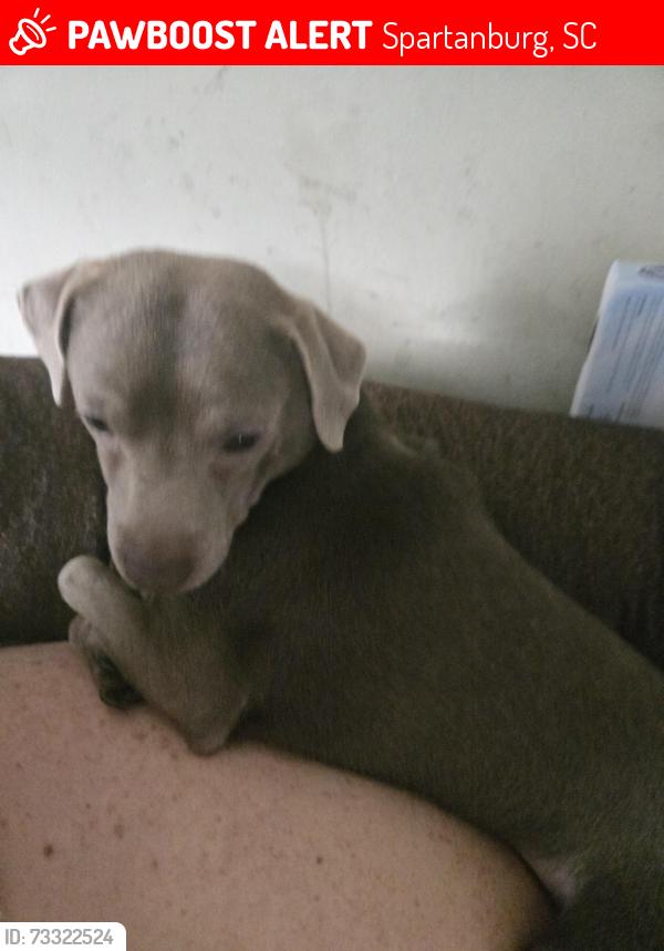 Lost Male Dog last seen John b white, Spartanburg, SC 29301
