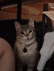 Reunited Female Cat last seen Near Livingston and Sinclair Hills Rd, Lutz, FL 33559