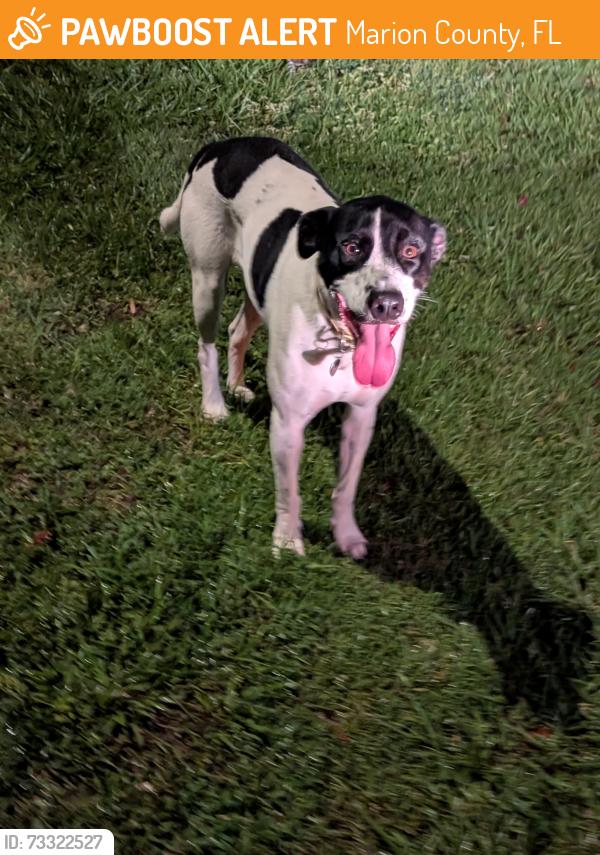 Found/Stray Unknown Dog last seen SW 34th Terrace, Marion County, FL 34481