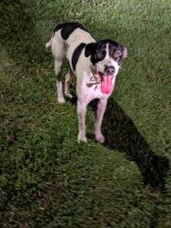 Found/Stray Unknown Dog last seen SW 34th Terrace, Marion County, FL 34481