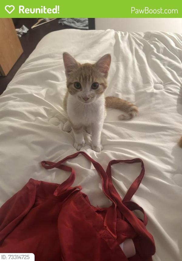 Reunited Female Cat last seen Emmeline Road, Lakeridge, Saskatoon, Saskatoon, SK 