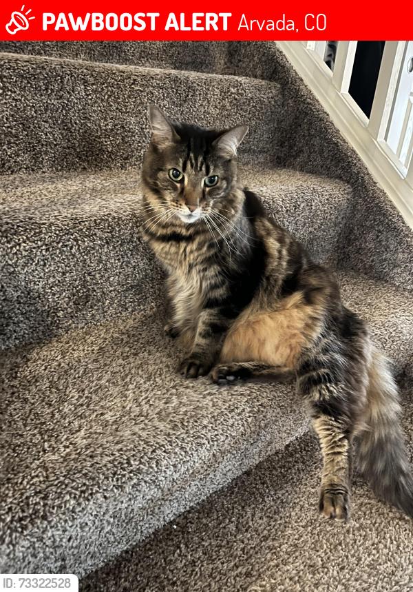 Lost Male Cat last seen W 87th drive open space, Arvada, CO 80007