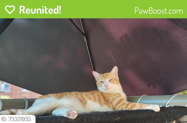 Reunited Male Cat last seen Victoria Park and Biggins Court, Toronto, ON 