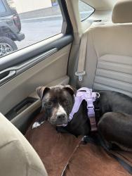 Reunited Female Dog last seen woodbury pike and baxter road, Murfreesboro, TN 37127