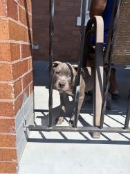 Lost Male Dog last seen 21st nd Lehigh, Philadelphia, PA 19132