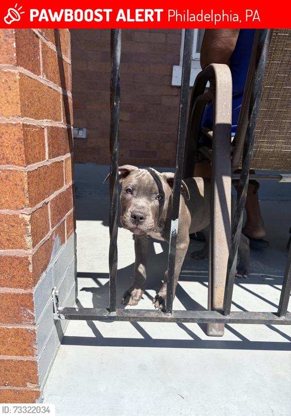 Lost Male Dog last seen 21st nd Lehigh, Philadelphia, PA 19132