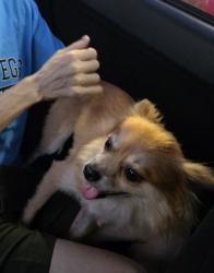Reunited Female Dog last seen Central y hooper, Los Angeles, CA 90002
