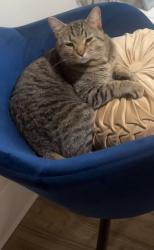 Lost Male Cat last seen Joyce and hudson, Columbus, OH 43211