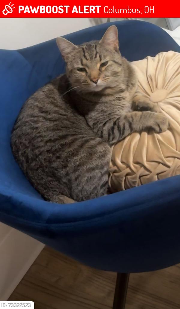 Lost Male Cat last seen Joyce and hudson, Columbus, OH 43211