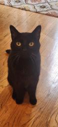 Reunited Male Cat last seen Oneida street and sw 112th ave, Tualatin, OR 97062