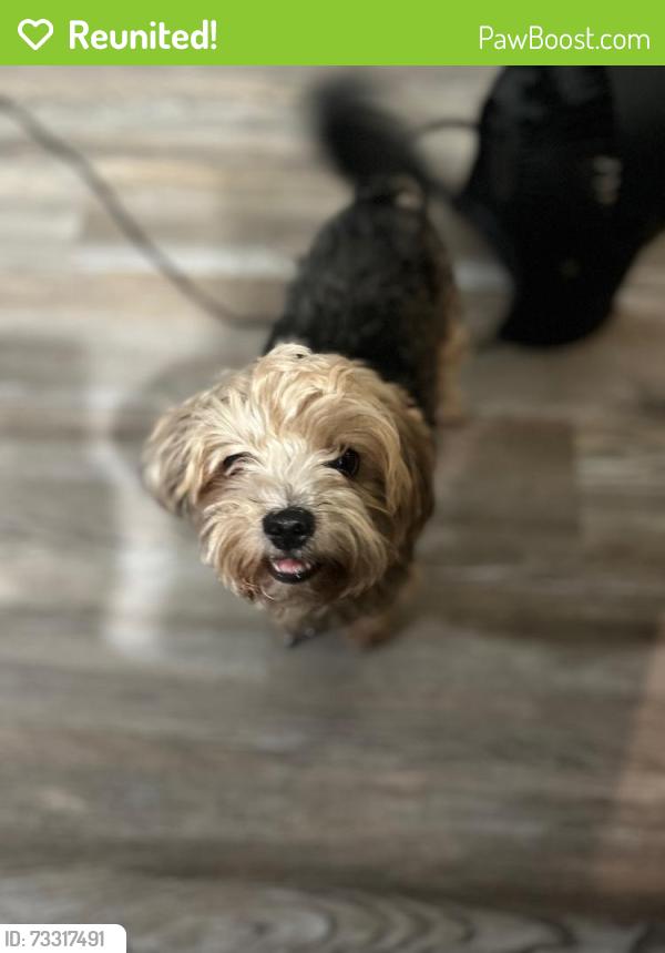 Reunited Female Dog last seen County Road 802, Burleson, TX 76028