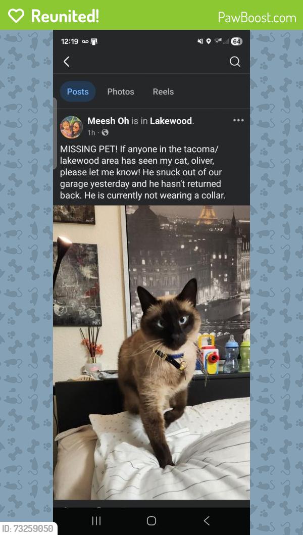 Reunited Male Cat last seen Next door of our hse, Lakewood, WA 98498