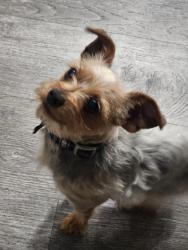 Reunited Male Dog last seen Near W 3rd Ave, Denver, CO 80219