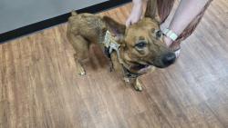 Found/Stray Female Dog last seen Towne Lake Neighborhood, Cypress, TX 77433