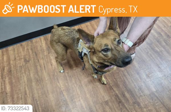 Found/Stray Female Dog last seen Towne Lake Neighborhood, Cypress, TX 77433