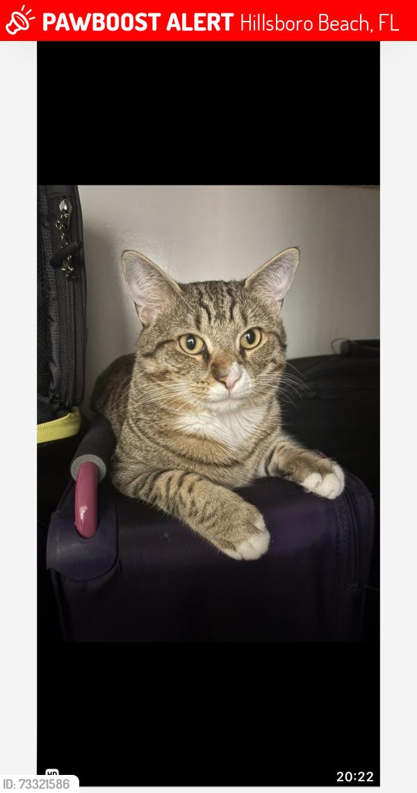 Lost Male Cat last seen SE10th Street and S Ocean Drive, Hillsboro, Florida, Hillsboro Beach, FL 33062