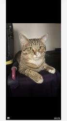 Lost Male Cat last seen SE10th Street and S Ocean Drive, Hillsboro, Florida, Hillsboro Beach, FL 33062