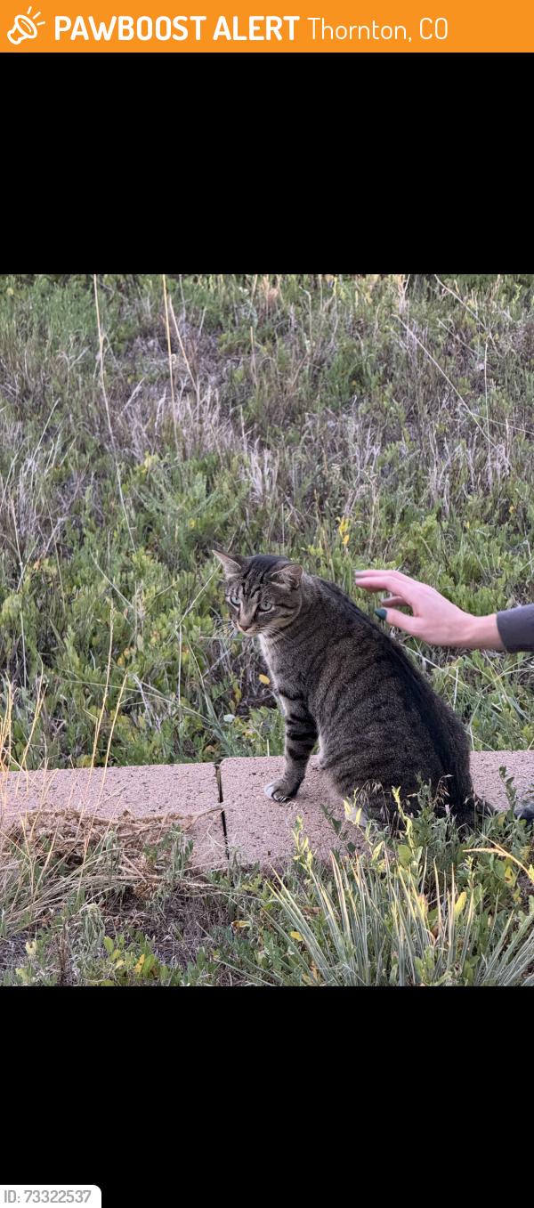 Found/Stray Unknown Cat last seen Near Lambertson farms open space, Thornton, CO 80229