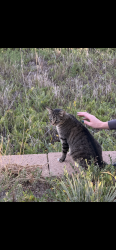 Found/Stray Unknown Cat last seen Near Lambertson farms open space, Thornton, CO 80229