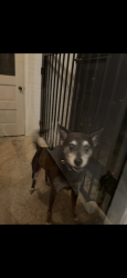 Found/Stray Male Dog last seen Nicholasville road & jesselin, Lexington, KY 40503