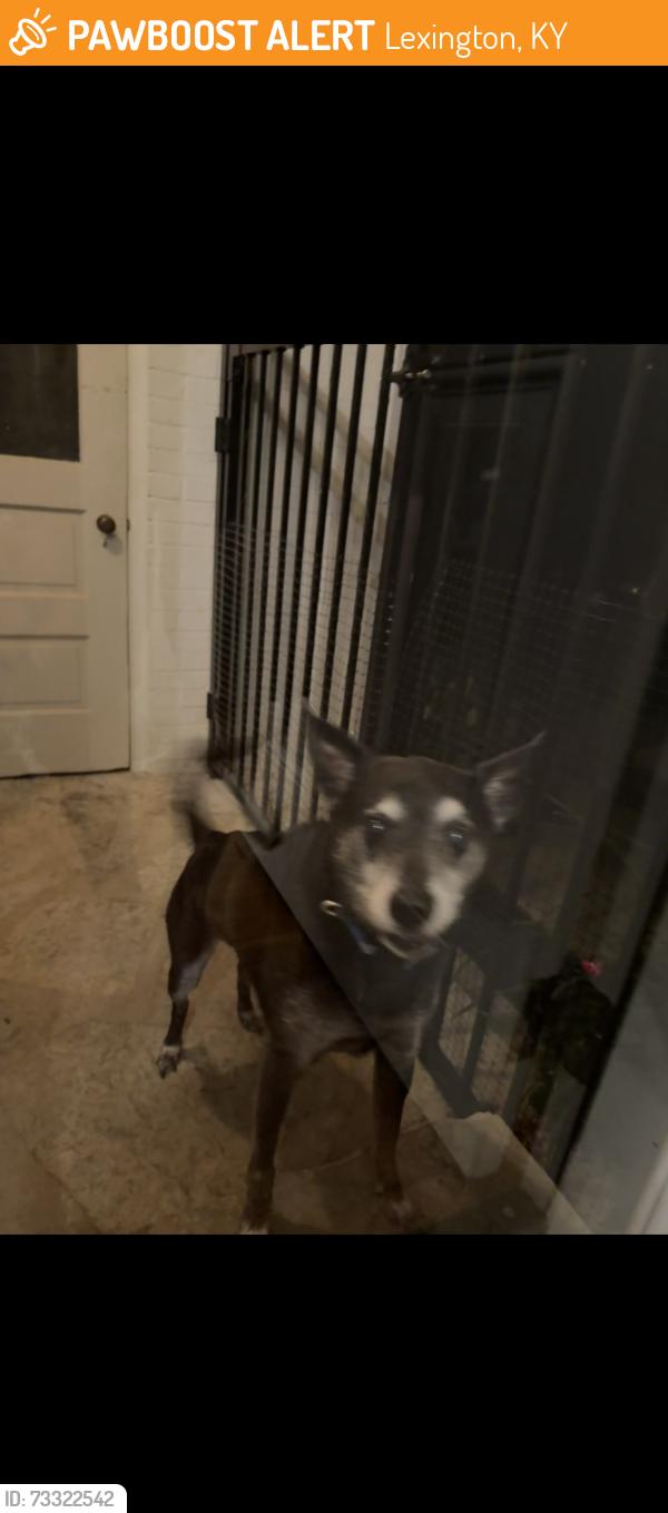 Found/Stray Male Dog last seen Nicholasville road & jesselin, Lexington, KY 40503