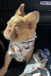 Reunited Female Dog last seen Orange grove ave, Pomona, CA 91768