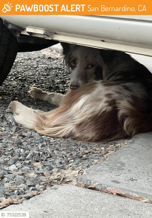 Found/Stray Unknown Dog last seen Davidson and Alexander, San Bernardino, CA 92405