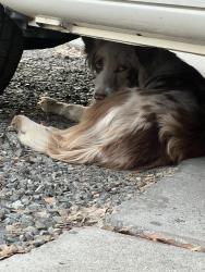 Found/Stray Unknown Dog last seen Davidson and Alexander, San Bernardino, CA 92405