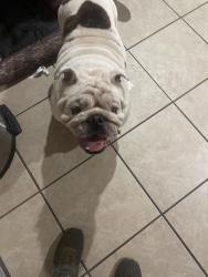 Found/Stray Male Dog last seen Lexington El Cajon, Stephen oh by the courthouse, El Cajon, CA 92020