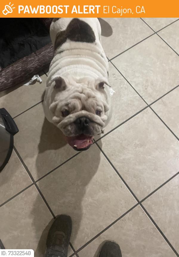 Found/Stray Male Dog last seen Lexington El Cajon, Stephen oh by the courthouse, El Cajon, CA 92020
