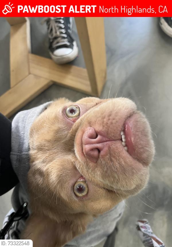 Lost Female Dog last seen Pomona dudley and orange grove ave, North Highlands, CA 95821
