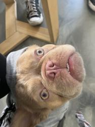 Lost Female Dog last seen Pomona dudley and orange grove ave, North Highlands, CA 95821