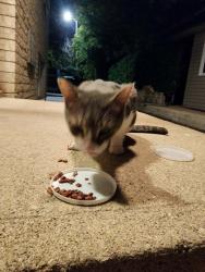 Reunited Male Cat last seen St. Mary's Rd at Cromwell St., Winnipeg, MB 