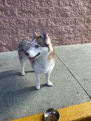 Reunited Female Dog last seen Tweedy & San Juan, South Gate, CA 90280