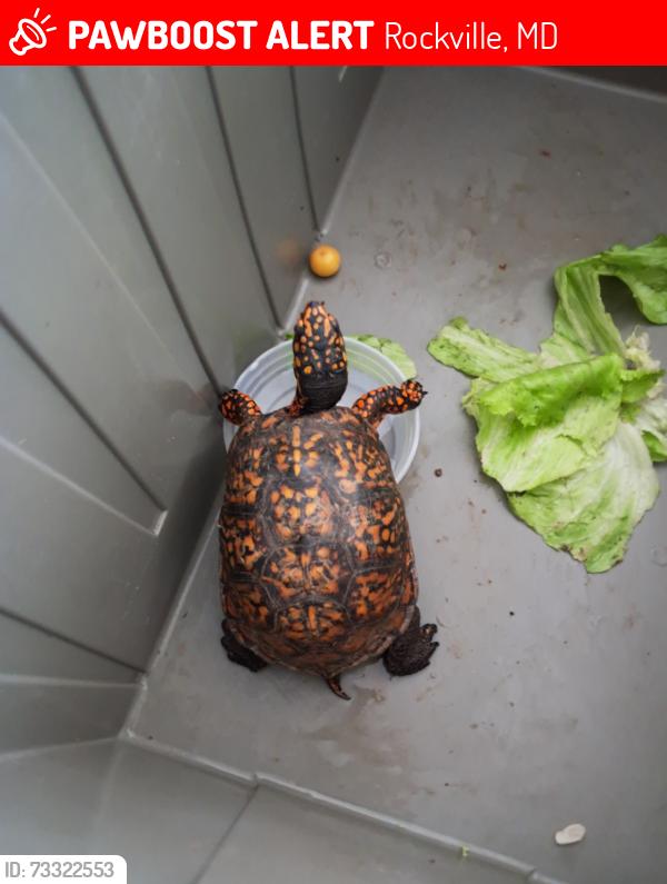 Lost Female Other last seen Outside, Rockville, MD 20851