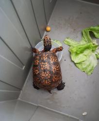 Lost Female Other last seen Outside, Rockville, MD 20851