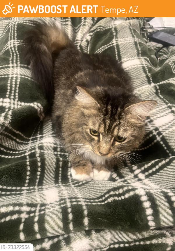 Found/Stray Unknown Cat last seen Tempe Mortuary near Souther and Rural, Tempe, AZ 85282