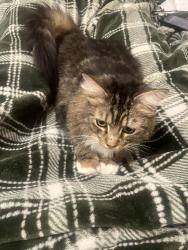 Found/Stray Unknown Cat last seen Tempe Mortuary near Souther and Rural, Tempe, AZ 85282