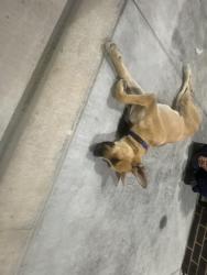 Found/Stray Male Dog last seen McDonalds, San Antonio, TX 78250