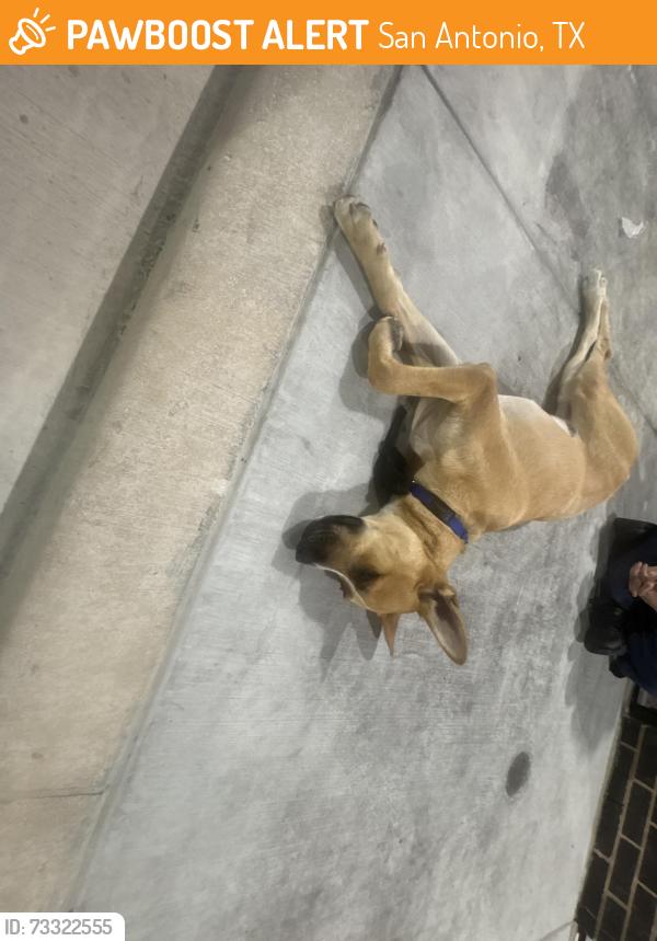 Found/Stray Male Dog last seen McDonalds, San Antonio, TX 78250