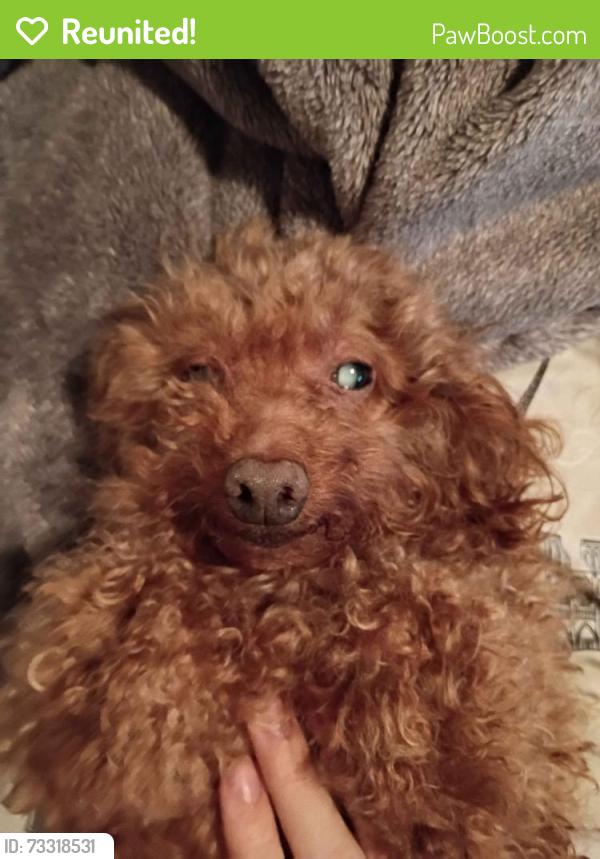 Reunited Female Dog last seen Neighborhood behind Federal Way H-Mart, Federal Way, WA 98003