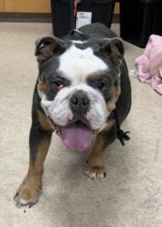 Shelter Stray Male Dog last seen , 957 N Gaffey St, San Pedro, CA 90731, USA