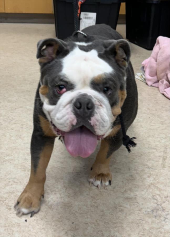 Shelter Stray Male Dog last seen , 957 N Gaffey St, San Pedro, CA 90731, USA
