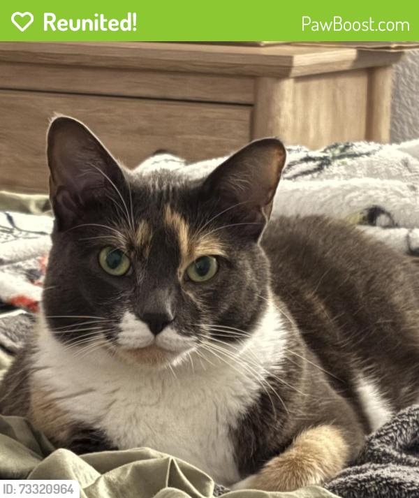 Reunited Female Cat last seen Kearny Mesa, San Diego, CA 92123