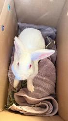 Shelter Stray Unknown Other last seen CENTRAL PARK PREFORMANCE PAVILLION, 1950 Stevenson Blvd, Fremont, CA 94538, USA