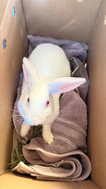 Shelter Stray Unknown Other last seen CENTRAL PARK PREFORMANCE PAVILLION, 1950 Stevenson Blvd, Fremont, CA 94538, USA